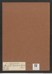 Striatella delicatula (Kuetz.) Grun. (de-Toni-Nr.: Genus 97, Species 3089) Zeichnungen Sammlung Grunow Mappe 03312 (Herbarium_W_Grunow_drawings_Folder_03312)
